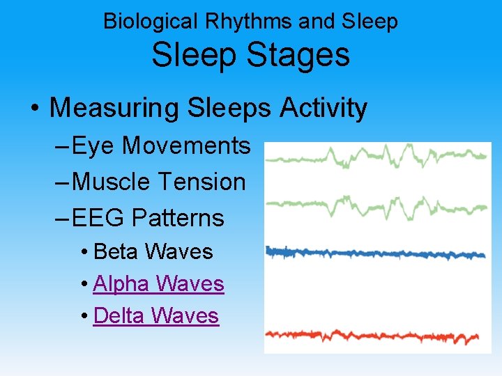 Biological Rhythms and Sleep Stages • Measuring Sleeps Activity – Eye Movements – Muscle