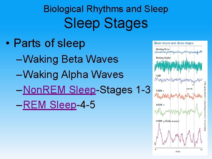 Biological Rhythms and Sleep Stages • Parts of sleep – Waking Beta Waves –