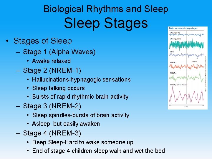 Biological Rhythms and Sleep Stages • Stages of Sleep – Stage 1 (Alpha Waves)