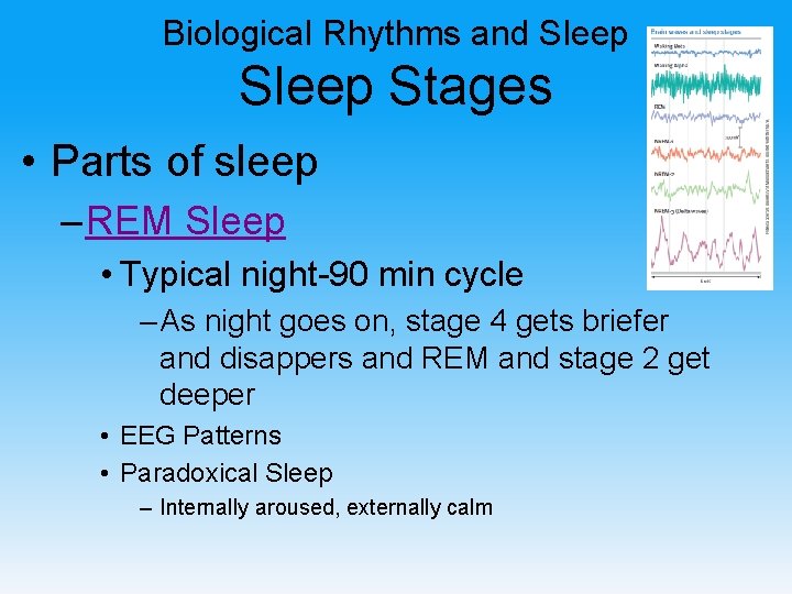 Biological Rhythms and Sleep Stages • Parts of sleep – REM Sleep • Typical