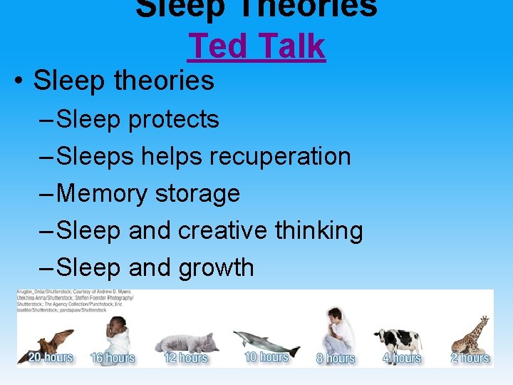 Sleep Theories Ted Talk • Sleep theories – Sleep protects – Sleeps helps recuperation