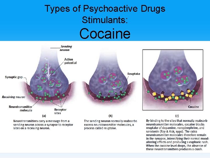 Types of Psychoactive Drugs Stimulants: Cocaine 