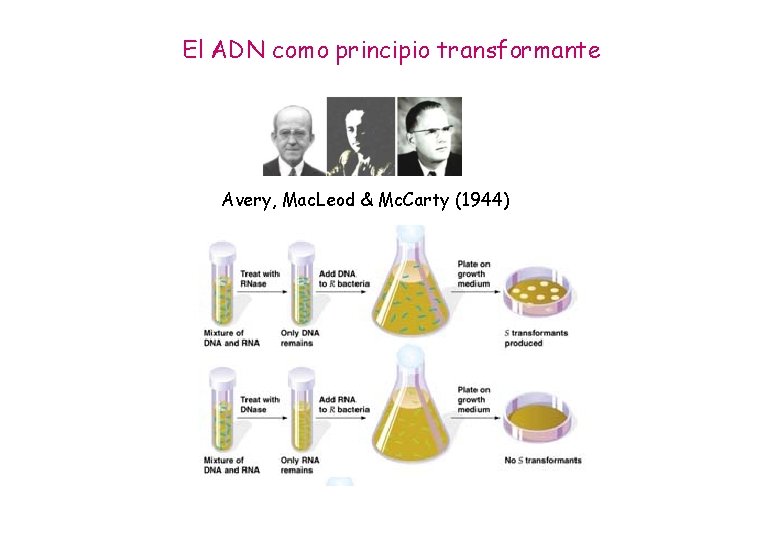 El ADN como principio transformante Avery, Mac. Leod & Mc. Carty (1944) 