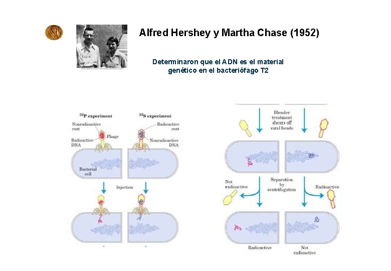 Alfred Hershey y Martha Chase (1952) Determinaron que el ADN es el material genético