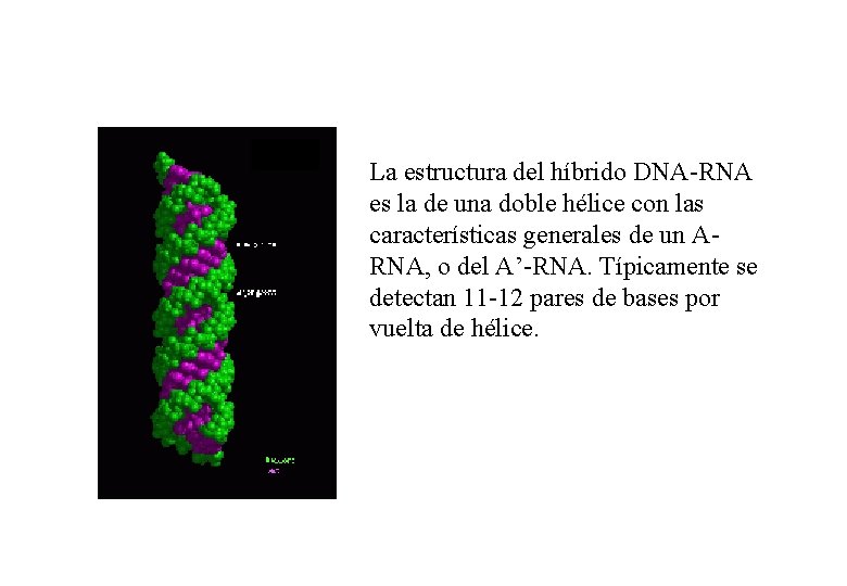 La estructura del híbrido DNA-RNA es la de una doble hélice con las características