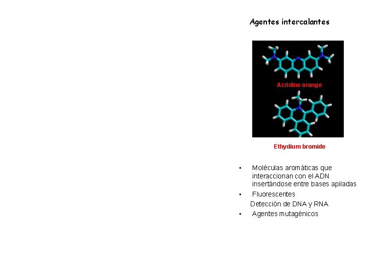 Agentes intercalantes Acridine orange Ethydium bromide • Moléculas aromáticas que interaccionan con el ADN