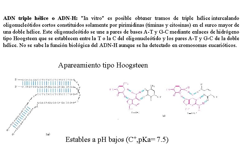 ADN triple hélice o ADN-H: "In vitro" es posible obtener tramos de triple hélice