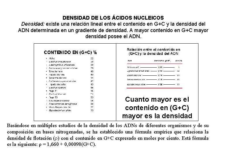 DENSIDAD DE LOS ÁCIDOS NUCLEICOS Densidad: existe una relación lineal entre el contenido en