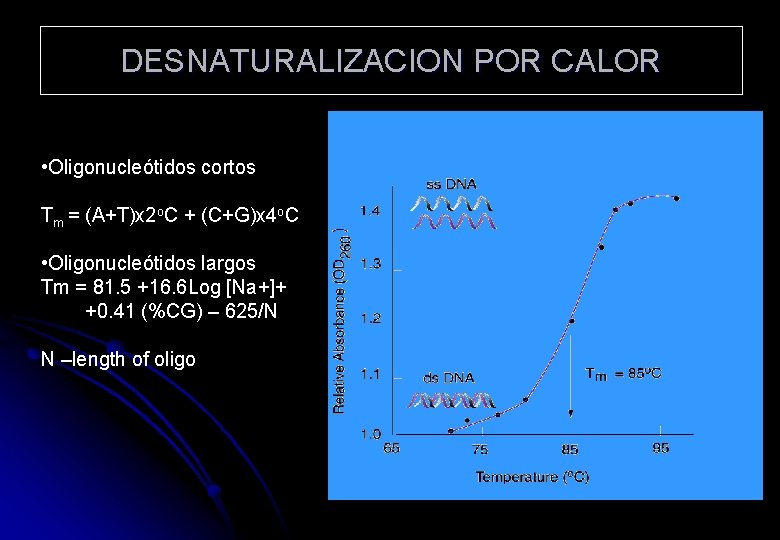 DESNATURALIZACION POR CALOR • Oligonucleótidos cortos Tm = (A+T)x 2 o. C + (C+G)x