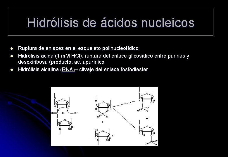 Hidrólisis de ácidos nucleicos l l l Ruptura de enlaces en el esqueleto polinucleotídico