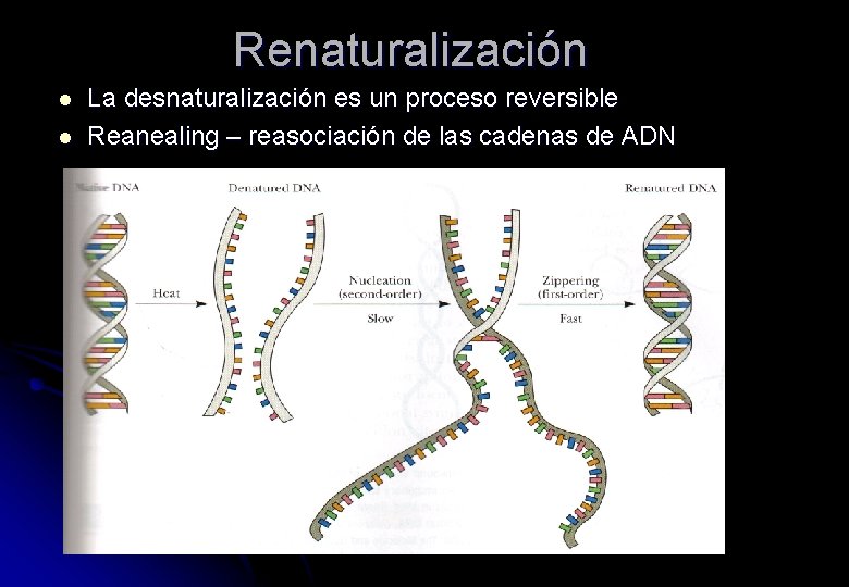 Renaturalización l l La desnaturalización es un proceso reversible Reanealing – reasociación de las