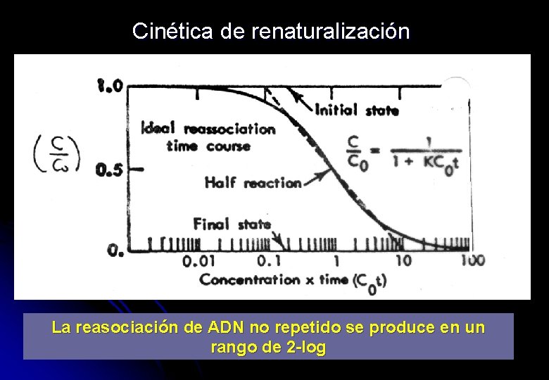 Cinética de renaturalización La reasociación de ADN no repetido se produce en un rango