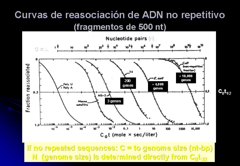 Curvas de reasociación de ADN no repetitivo (fragmentos de 500 nt) (N) C =