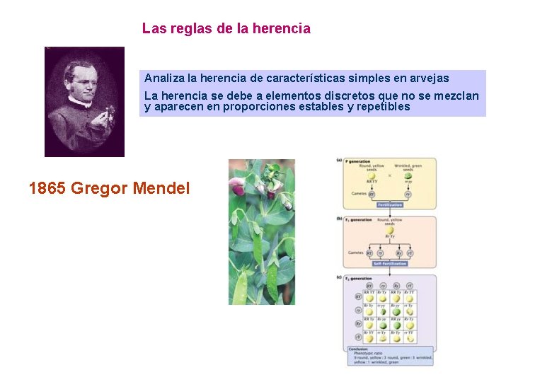Las reglas de la herencia Analiza la herencia de características simples en arvejas La