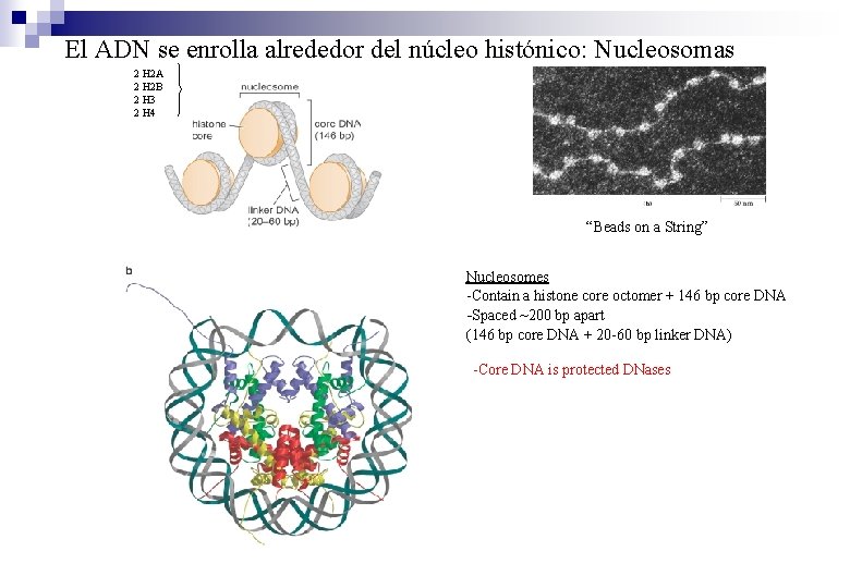 El ADN se enrolla alrededor del núcleo histónico: Nucleosomas 2 H 2 A 2