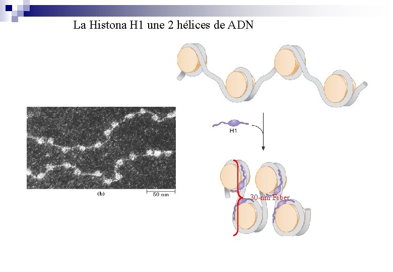 La Histona H 1 une 2 hélices de ADN 30 -nm Fiber 
