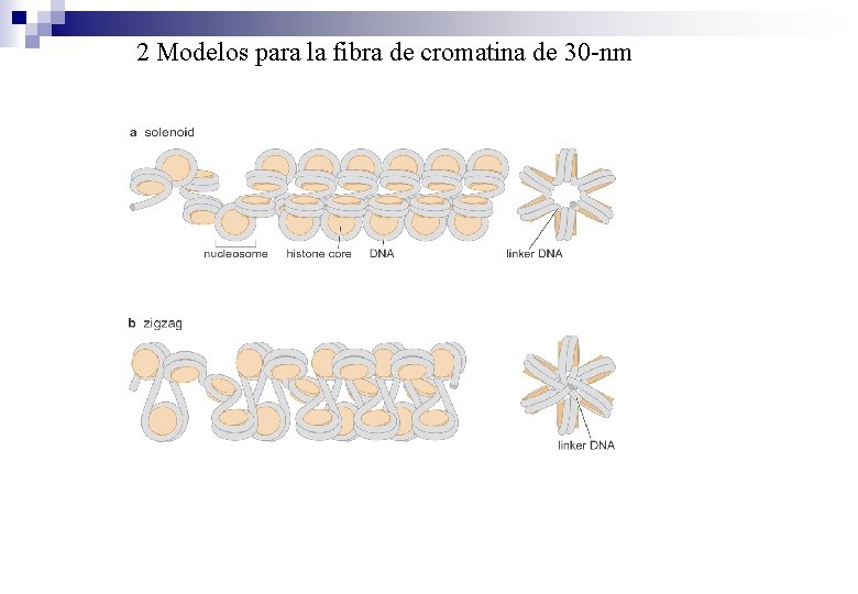 2 Modelos para la fibra de cromatina de 30 -nm 