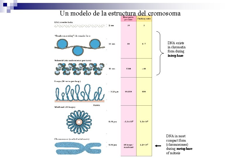 Un modelo de la estructura del cromosoma DNA exists in chromatin form during interphase