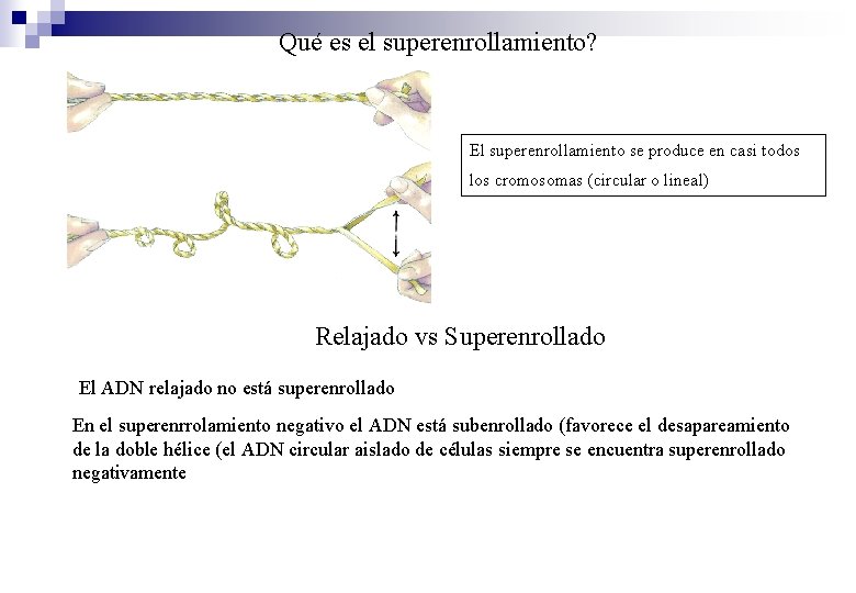 Qué es el superenrollamiento? El superenrollamiento se produce en casi todos los cromosomas (circular