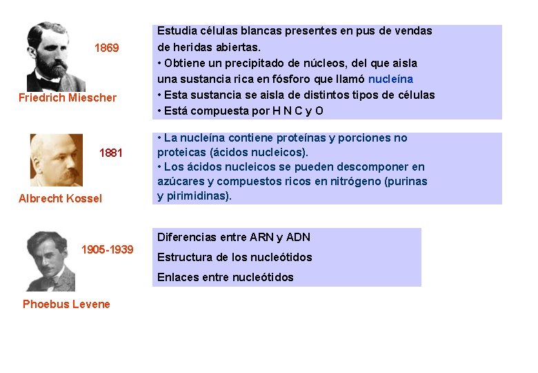 1869 Friedrich Miescher 1881 Albrecht Kossel Estudia células blancas presentes en pus de vendas