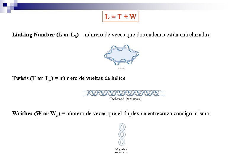 L = T + W Linking Number (L or Lk) = número de veces