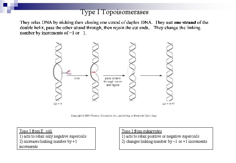 Type I Topoisomerases Topo I from E. coli 1) acts to relax only negative