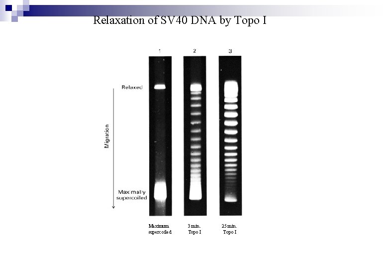 Relaxation of SV 40 DNA by Topo I Maximum supercoiled 3 min. Topo I