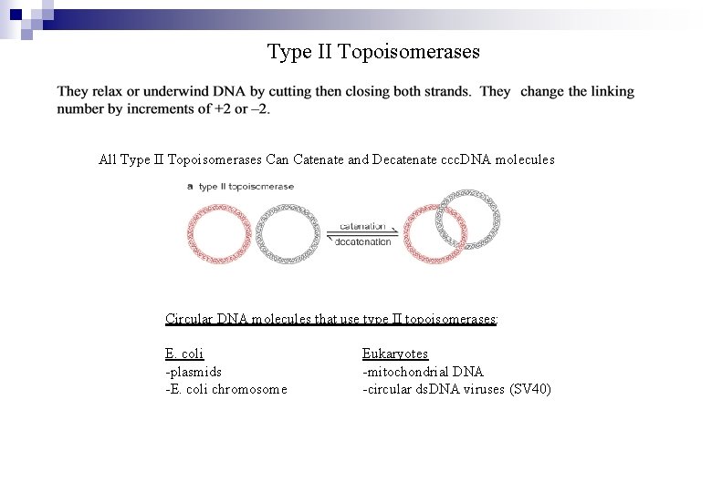 Type II Topoisomerases All Type II Topoisomerases Can Catenate and Decatenate ccc. DNA molecules