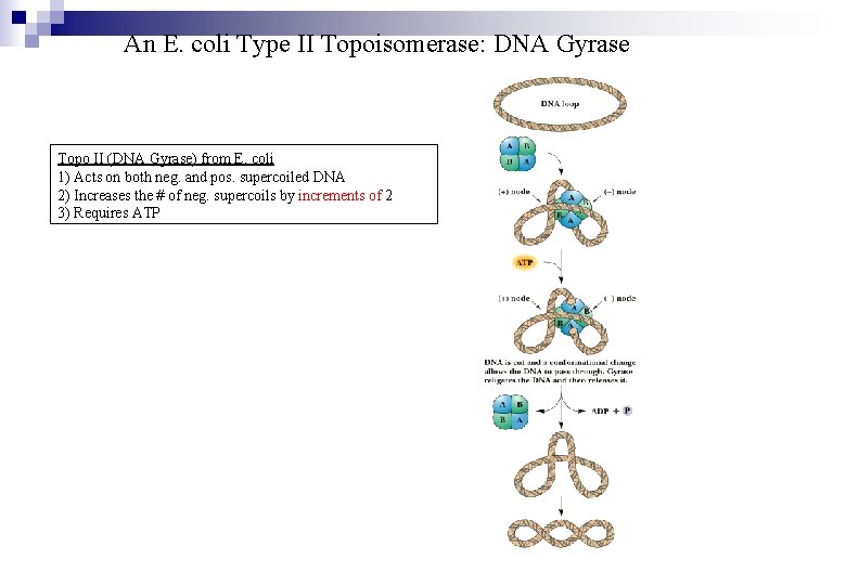 An E. coli Type II Topoisomerase: DNA Gyrase Topo II (DNA Gyrase) from E.