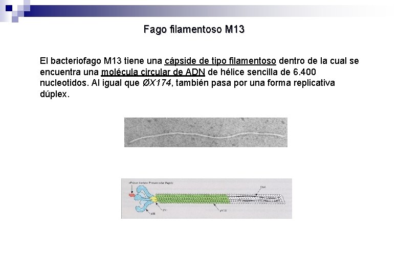 Fago filamentoso M 13 El bacteriofago M 13 tiene una cápside de tipo filamentoso