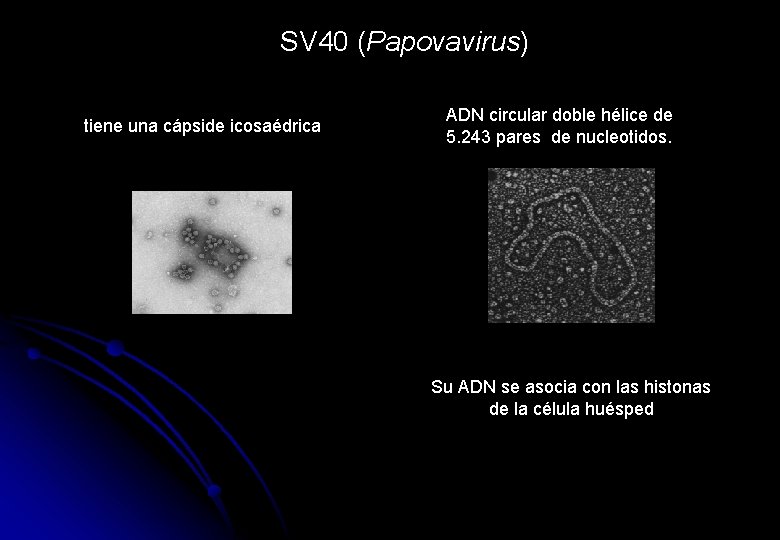 SV 40 (Papovavirus) tiene una cápside icosaédrica ADN circular doble hélice de 5. 243