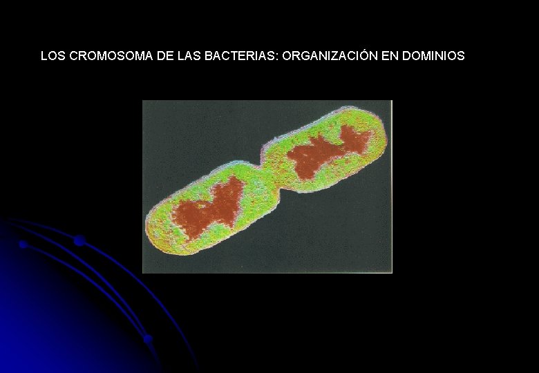 LOS CROMOSOMA DE LAS BACTERIAS: ORGANIZACIÓN EN DOMINIOS 