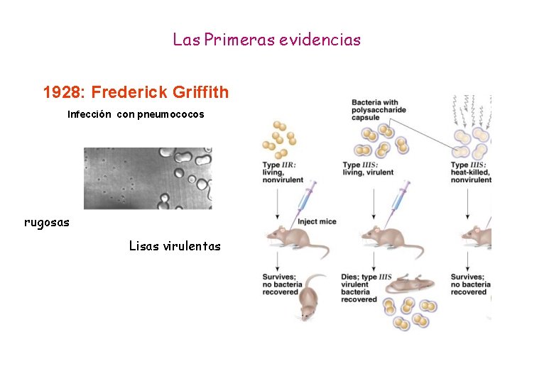 Las Primeras evidencias 1928: Frederick Griffith Infección con pneumococos rugosas Lisas virulentas 