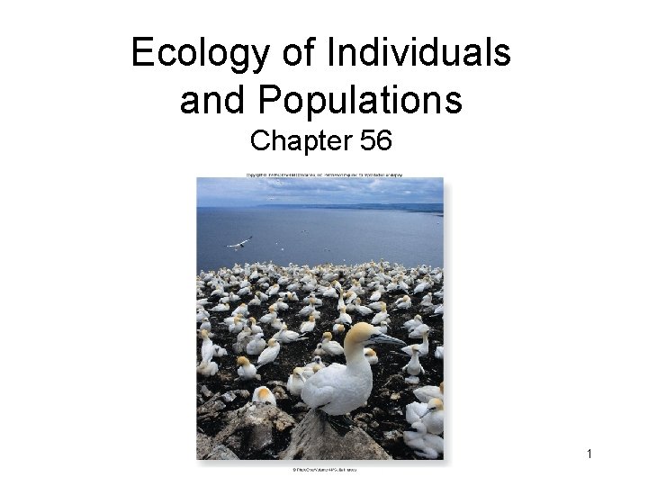 Ecology of Individuals and Populations Chapter 56 1 