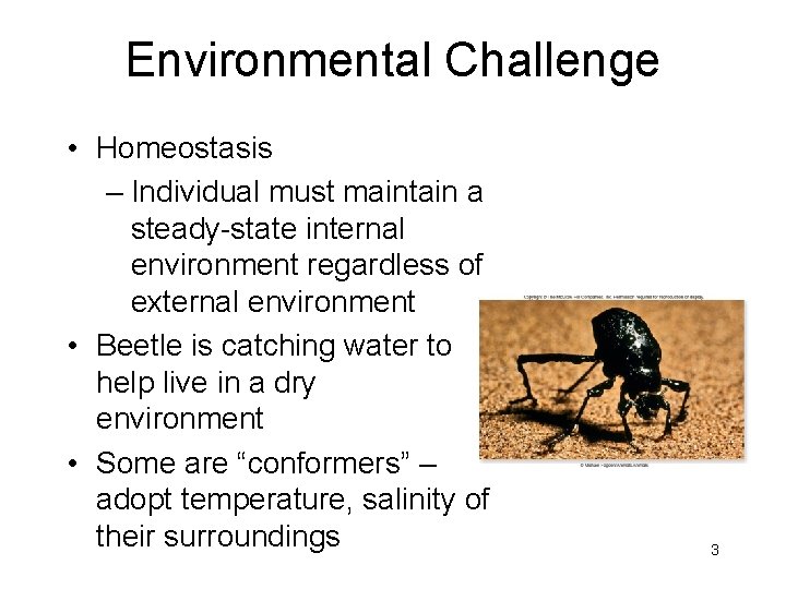 Environmental Challenge • Homeostasis – Individual must maintain a steady-state internal environment regardless of