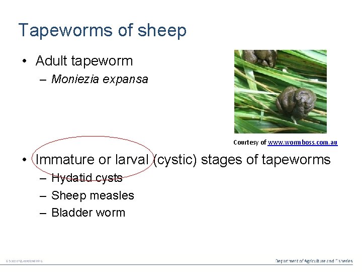 Tapeworms of sheep • Adult tapeworm – Moniezia expansa Courtesy of www. wormboss. com.