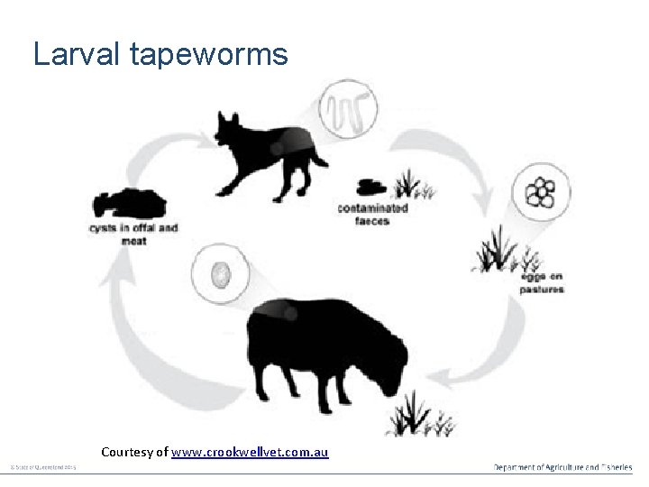 Larval tapeworms Courtesy of www. crookwellvet. com. au 