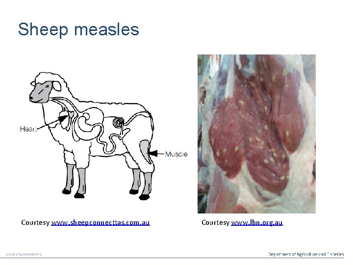 Sheep measles Courtesy www. sheepconnecttas. com. au Courtesy www. lbn. org. au 