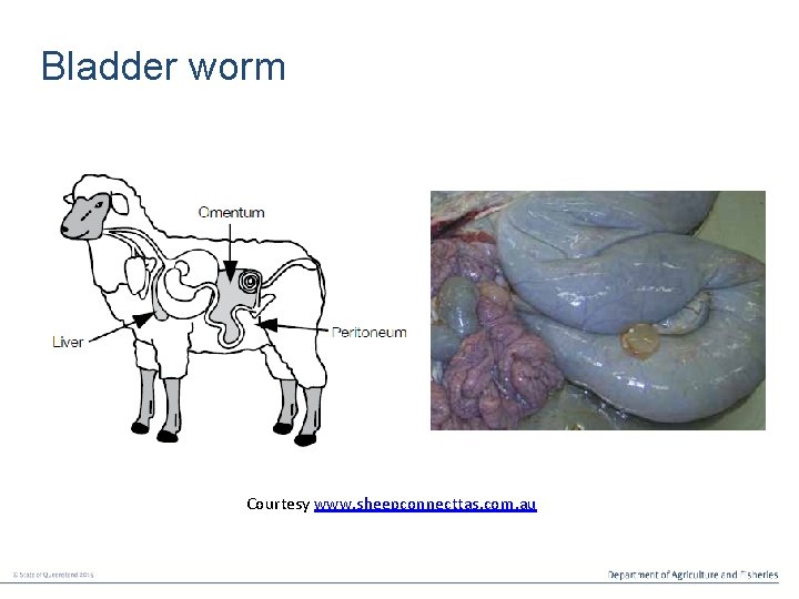 Bladder worm Courtesy www. sheepconnecttas. com. au 