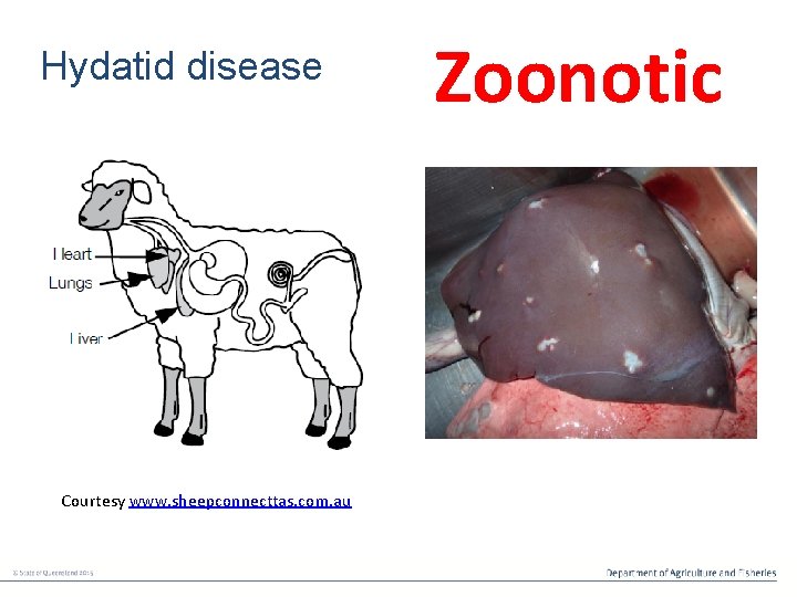 Hydatid disease Courtesy www. sheepconnecttas. com. au Zoonotic 