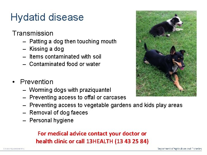 Hydatid disease Transmission – – Patting a dog then touching mouth Kissing a dog