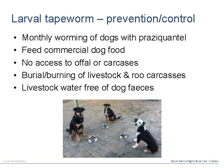 Larval tapeworm – prevention/control • • • Monthly worming of dogs with praziquantel Feed