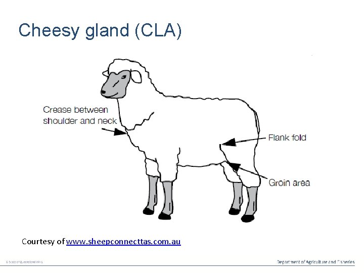 Cheesy gland (CLA) Courtesy of www. sheepconnecttas. com. au 