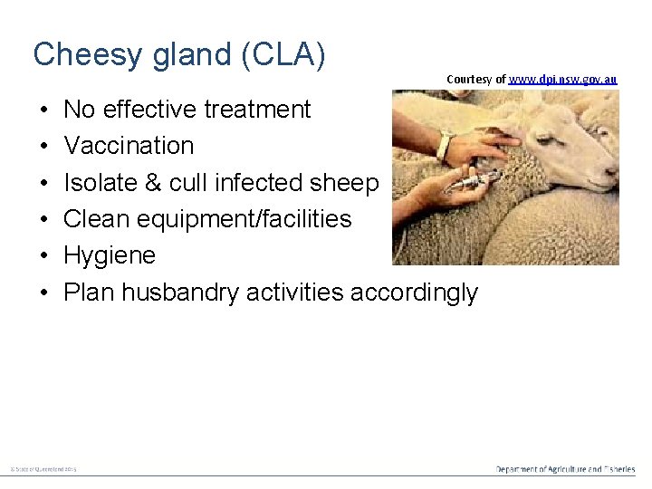 Cheesy gland (CLA) • • • Courtesy of www. dpi. nsw. gov. au No