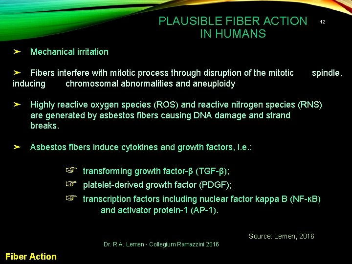 PLAUSIBLE FIBER ACTION IN HUMANS ➤ 12 Mechanical irritation ➤ Fibers interfere with mitotic