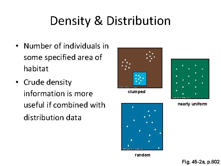 Density & Distribution • Number of individuals in some specified area of habitat •