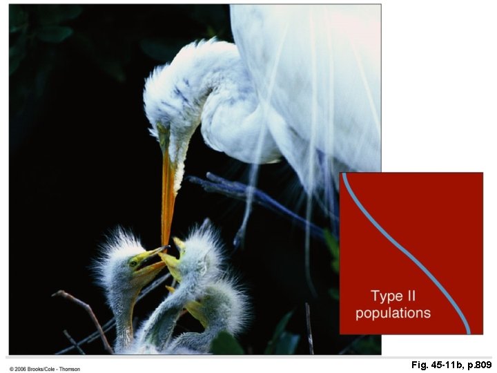 Fig. 45 -11 b, p. 809 