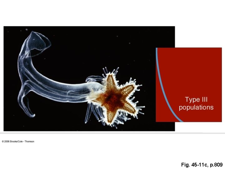 Fig. 45 -11 c, p. 809 