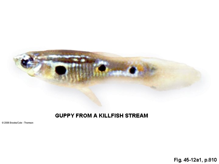 GUPPY FROM A KILLFISH STREAM Fig. 45 -12 a 1, p. 810 