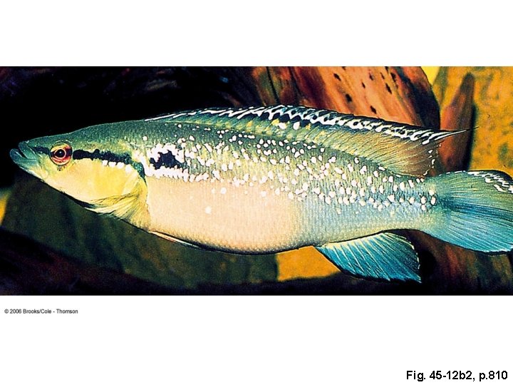 Fig. 45 -12 b 2, p. 810 